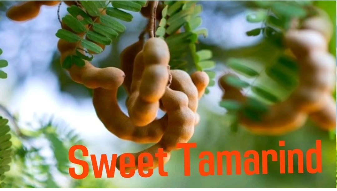 Sweet Tamarind (400gm)